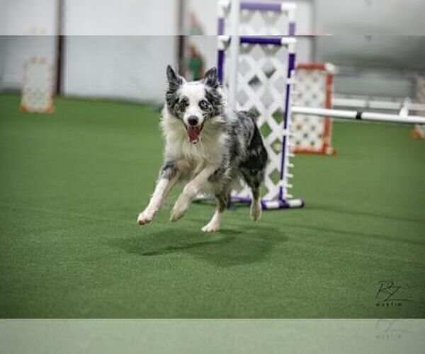 Medium Photo #15 Border Collie Puppy For Sale in MOSIER, OR, USA