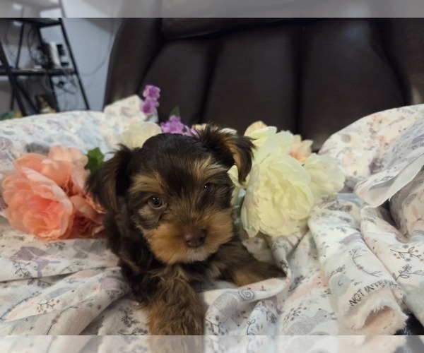 Medium Photo #18 Yorkshire Terrier Puppy For Sale in RHOADESVILLE, VA, USA