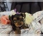 Small Photo #18 Yorkshire Terrier Puppy For Sale in RHOADESVILLE, VA, USA