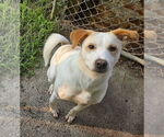 Small #2 Labrador Retriever Mix