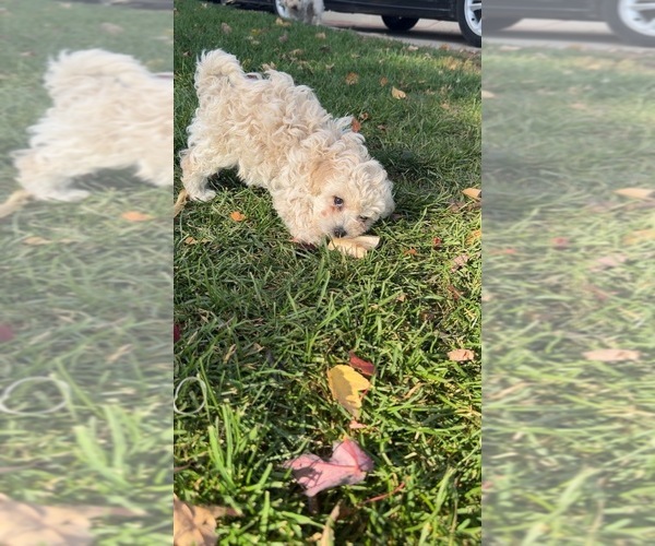 Medium Photo #4 Poodle (Miniature) Puppy For Sale in TOPPENISH, WA, USA