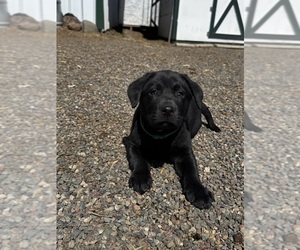 Labrador Retriever Puppy for sale in PIERZ, MN, USA
