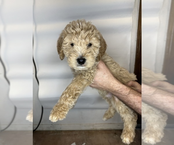 Full screen Photo #4 Goldendoodle Puppy For Sale in BRKN ARW, OK, USA