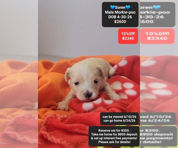 Medium Photo #1 Morkie Poo (Toy) Puppy For Sale in TUCSON, AZ, USA