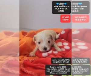 Morkie Poo (Toy) Puppy for sale in TUCSON, AZ, USA