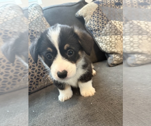 Medium Photo #10 Pembroke Welsh Corgi Puppy For Sale in OAKLEY, CA, USA