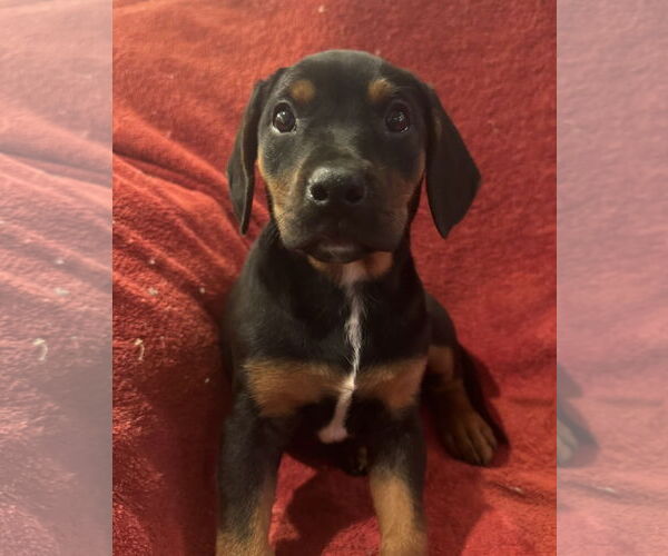 Medium Photo #1 Doberman Pinscher-Unknown Mix Puppy For Sale in Pottstown, PA, USA