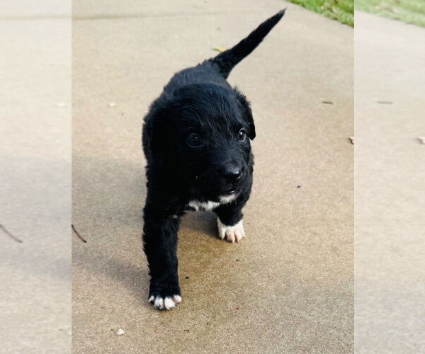 Medium Photo #3 Aussie Pyrenees Puppy For Sale in Claremore, OK, USA
