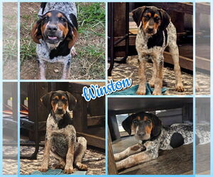 Bluetick Coonhound Dogs for adoption in Blacksburg, SC, USA