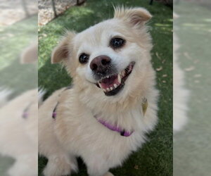 Bentley - Male Shiranian Dog for Adoption - Photo #4