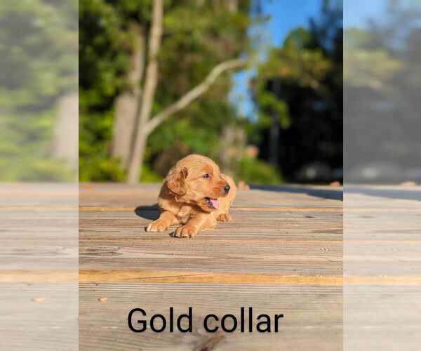 Medium Photo #11 Golden Retriever Puppy For Sale in RAEFORD, NC, USA