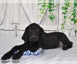 TRIGGER - Male Unknown-Weimaraner Mix Dog for Adoption - Small photo
