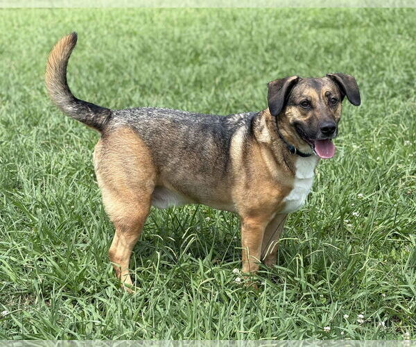 Medium Photo #7 Norwegian Elkhound-Unknown Mix Puppy For Sale in Virginia Beach, VA, USA