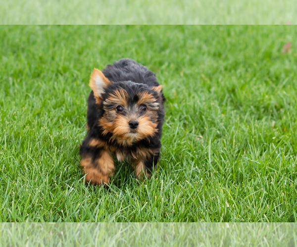 Medium Photo #7 Yorkshire Terrier Puppy For Sale in NAPPANEE, IN, USA