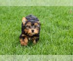 Small #6 Yorkshire Terrier