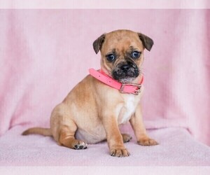 Jug-Pug Mix Puppy for sale in LIBERTY, KY, USA