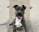 Small American Pit Bull Terrier