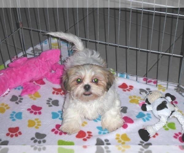 Medium Photo #9 Shih Tzu Puppy For Sale in ORO VALLEY, AZ, USA