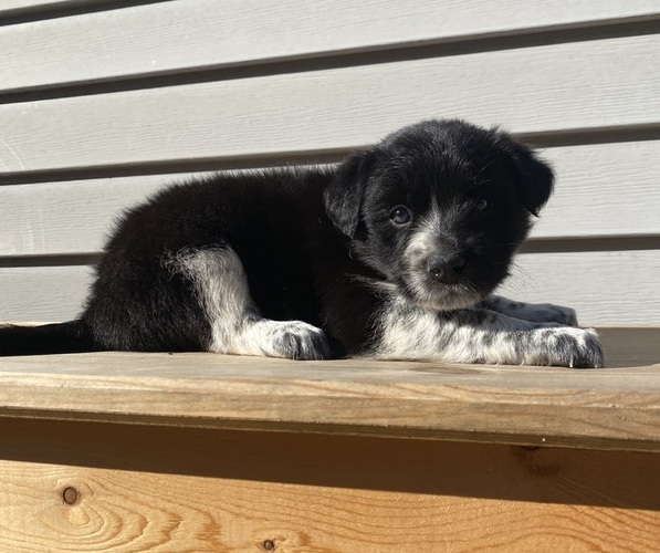 Medium Photo #19 Australian Cattle Dog Puppy For Sale in SMITHS CREEK, MI, USA