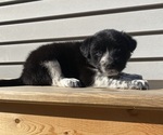 Mickey - Female Australian Cattle Dog Puppy for Sale - Photo #19