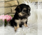 Small #8 Morkie