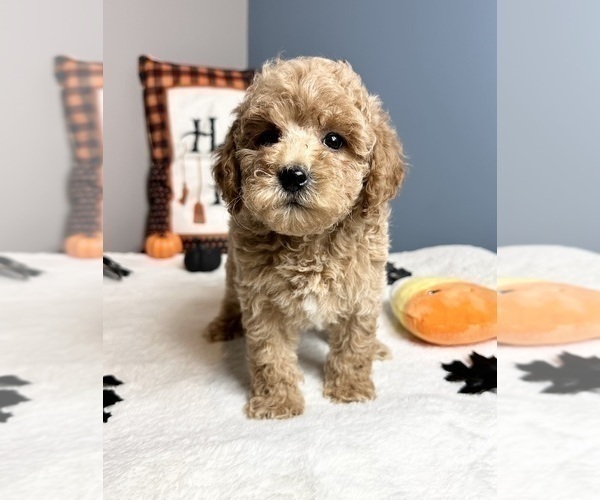Medium Photo #1 Goldendoodle (Miniature) Puppy For Sale in GREENWOOD, IN, USA