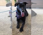 Small #7 Labrador Retriever Mix