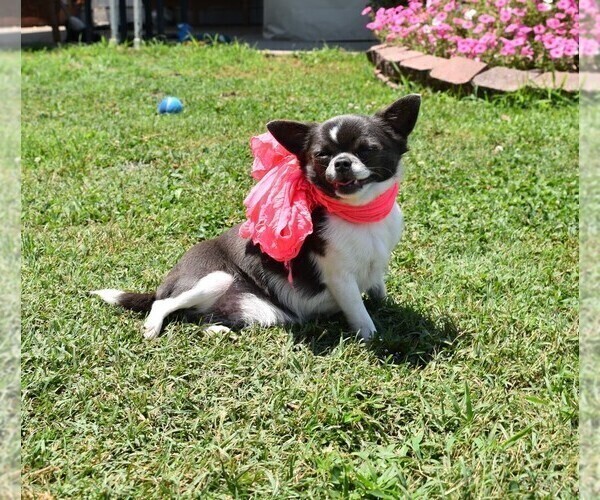 Medium Photo #2 Chihuahua Puppy For Sale in HAMPTON, VA, USA