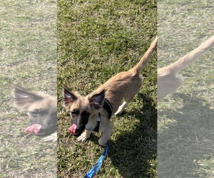 Dachshund-Unknown Mix Dogs for adoption in Virginia Beach, VA, USA