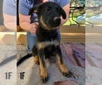 Small Photo #1 German Shepherd Dog Puppy For Sale in VALLEY, AL, USA