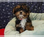 Small Photo #12 Shorkie Tzu Puppy For Sale in PATERSON, NJ, USA