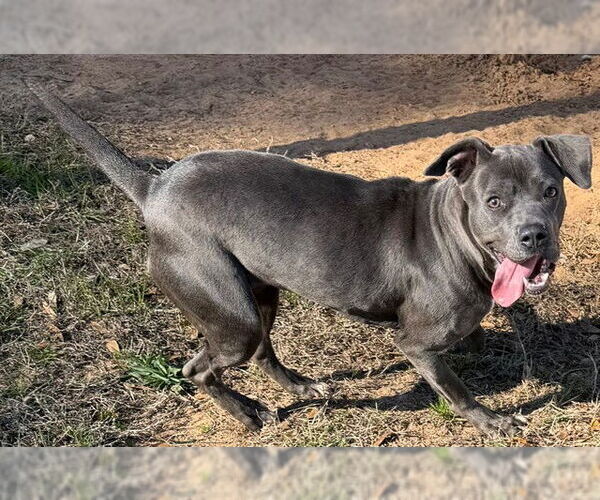 Medium Photo #2 Mutt Puppy For Sale in Augusta, GA, USA