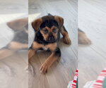 Small #3 Mutt