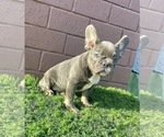 Small #18 French Bulldog