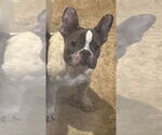 Small #2 French Bulldog
