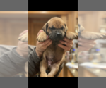 Small Photo #7 Boerboel Puppy For Sale in THREE RIVERS, MI, USA