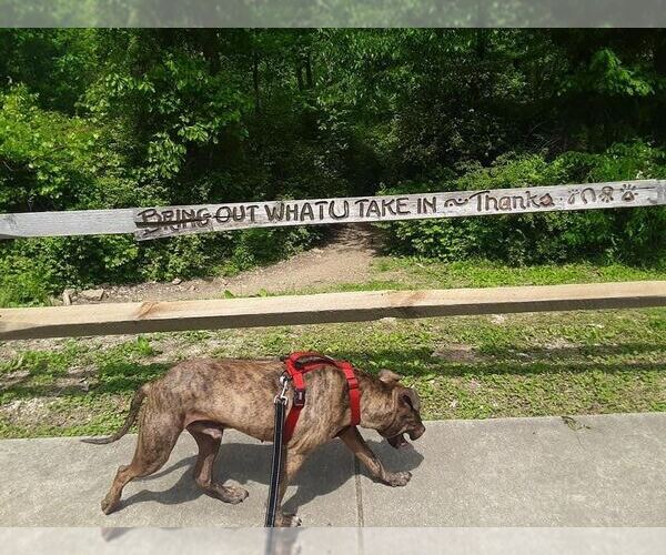 Medium Photo #4 Spanish Mastiff Puppy For Sale in Maryville, TN, USA