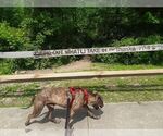 Small Photo #4 Spanish Mastiff Puppy For Sale in Maryville, TN, USA
