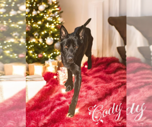 German Shepherd Dog Dogs for adoption in LOGANVILLE, GA, USA