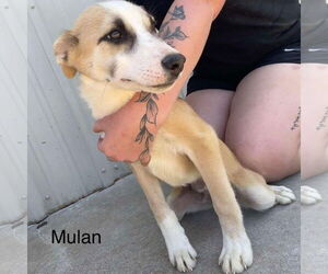 Labrador Retriever-Unknown Mix Dogs for adoption in Bristol, CT, USA
