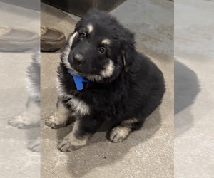 German Shepherd Dog Puppy for sale in BRIGHTON, CO, USA
