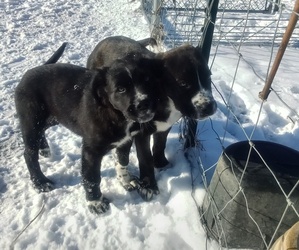 Border Collie-Bullmastiff Mix Puppy for sale in GRANTSBURG, WI, USA