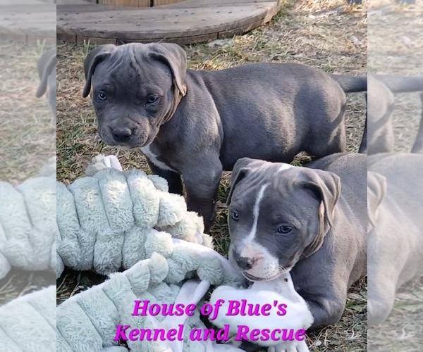 Medium Photo #2 American Pit Bull Terrier Puppy For Sale in DELAWARE, OH, USA