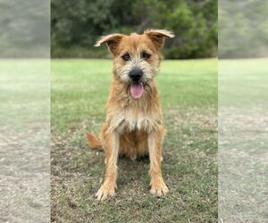 Mutt Dogs for adoption in PIPE CREEK, TX, USA