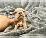 Small #12 French Bulldog