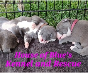 American Pit Bull Terrier Puppy for sale in DELAWARE, OH, USA
