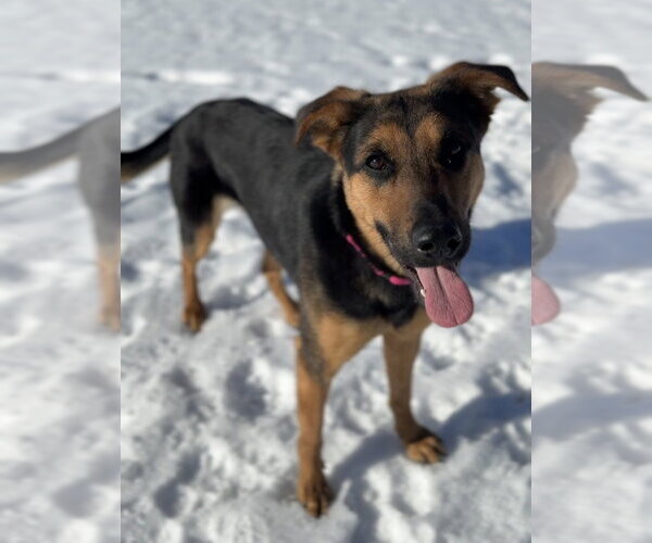 Medium Photo #14 Mutt Puppy For Sale in Bemidji, MN, USA