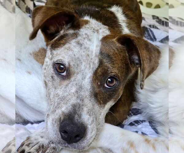 Medium Photo #3 Beagle-Unknown Mix Puppy For Sale in Batavia, OH, USA