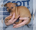 Small #1 Italian Greyhuahua