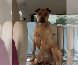 SIMBA - Male Black Mouth Cur-Rhodesian Ridgeback Mix Dog for Adoption - Photo #2